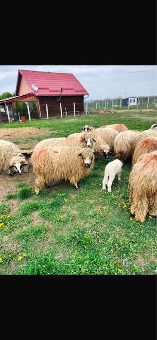 VÂND OAIE CU MIEL la prima fătare