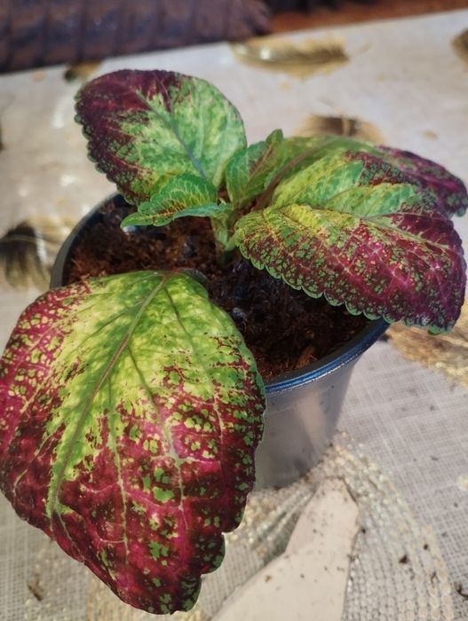 Продам комнатные растения Колеусы