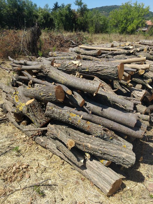 Дърва за огрев 50лв