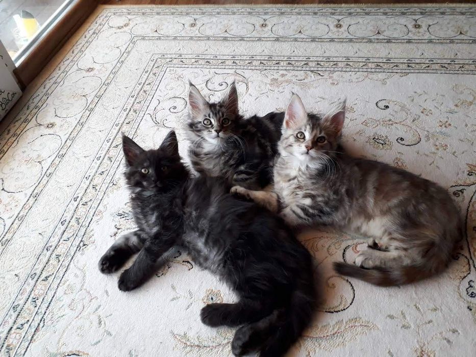 Котята мейнкун продаю