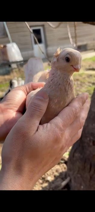 Көгершін, Голуби