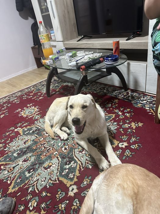 Donăm pui de Labrador unei familii responsabile. Nu îl dăm pentru a fi ținut în lanț.