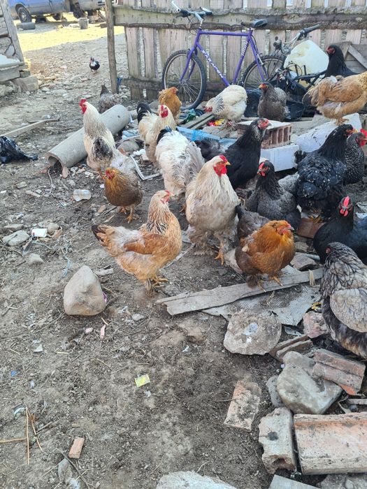 Cocoși braham tineri de anu trecut.