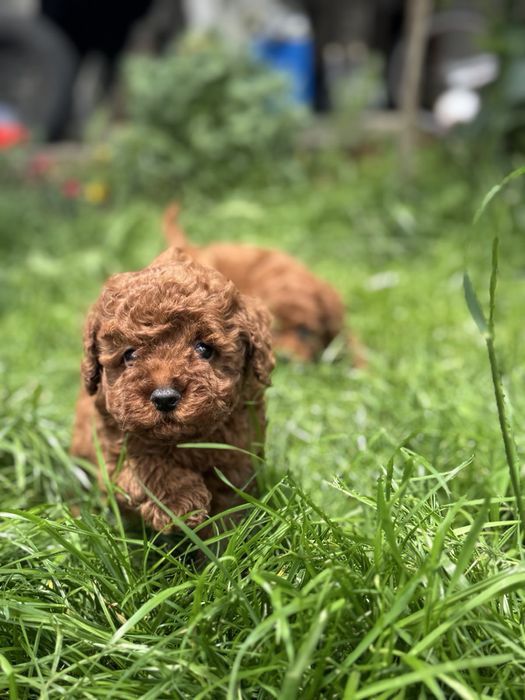 Пудел Той/Poodle Toy