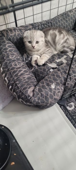 Шотландские котята