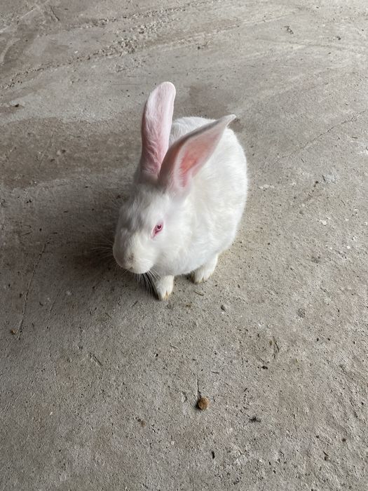 Vand iepuri  belgieni