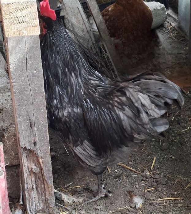 Vând Cocoș Australorp