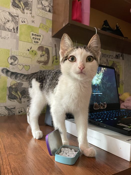 Котенок СРОЧНО ищет дом!