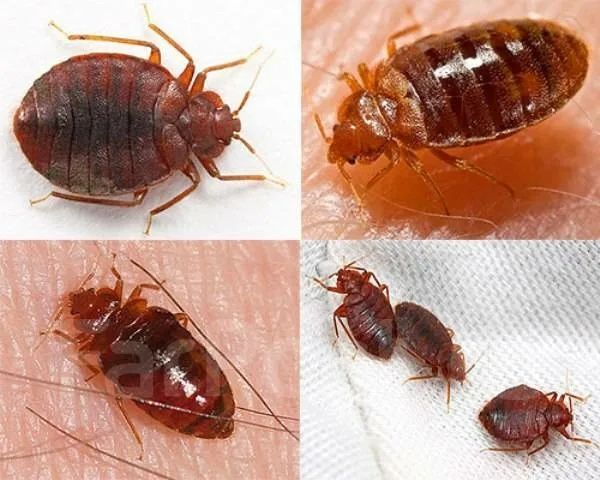 Дезинфекция дезинсекция dezinfeksiya klapa