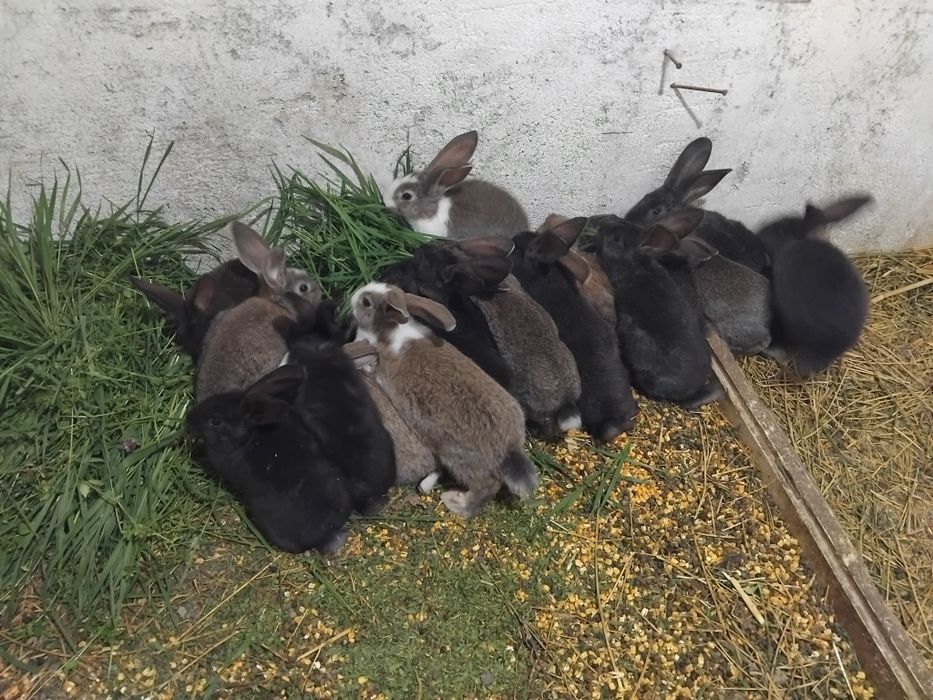 Iepurași metis U.G.