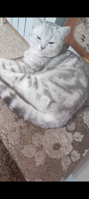 Продам котят девочка