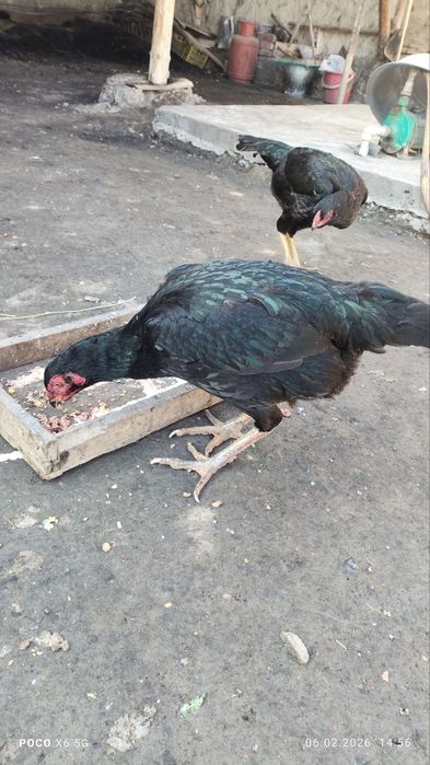 Kurk dakan tovuq sotiladi