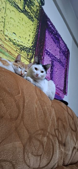 ПРОПАЛ кот! Р. Мирный