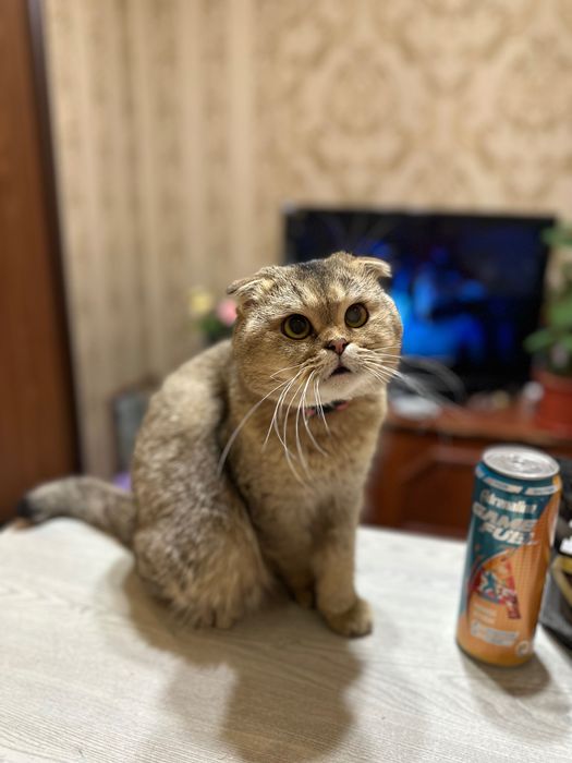 Породистый котик на вязку