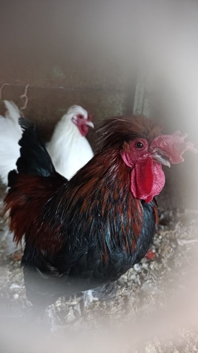 Tovuq xorozla hashaksi yo hammasi zottor uyda oʻchirilgan dakan brama