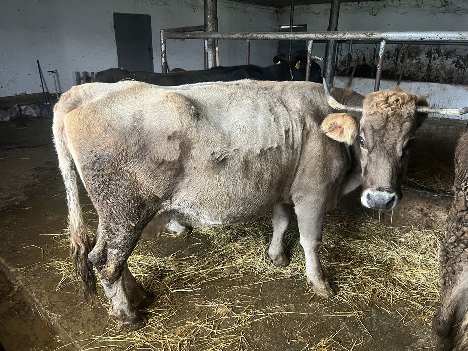 Vand vaca gestanta in luna a8