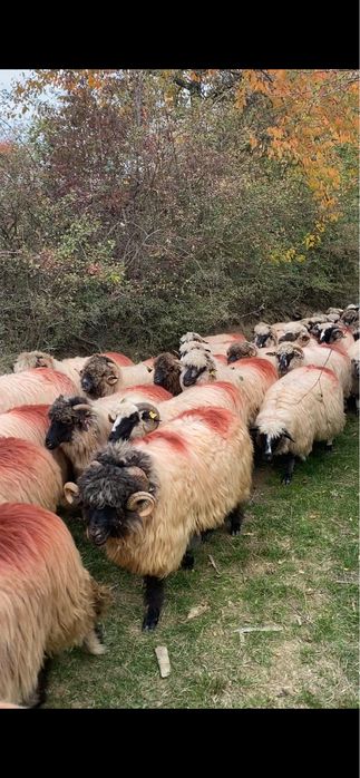 Vand sau schimb berbeci bucalai