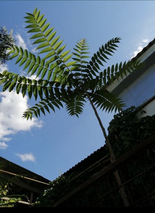 Айлант пальма саженцы