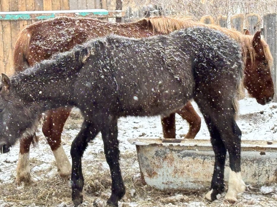 Продам жеребят годовалых