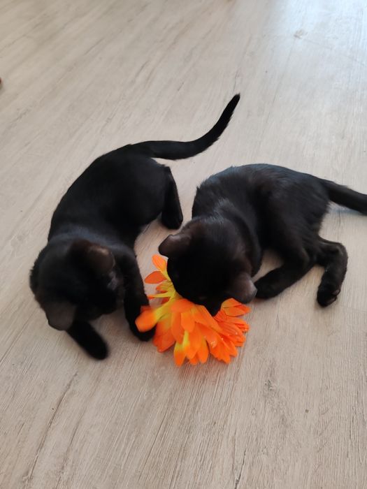 Очаровательные котята ищут дом!