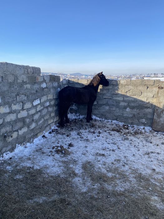 Тай, согым, ургашы