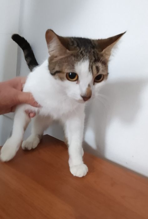 Мысықтар сатылады.