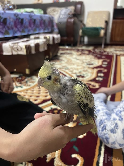 Продам папугаев корелла