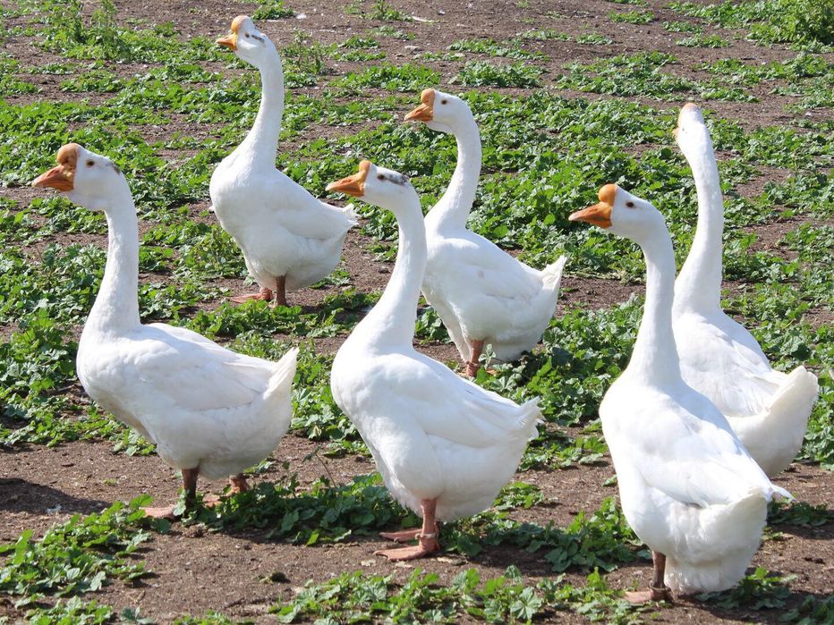 Продам инкубационное яйцо гусей