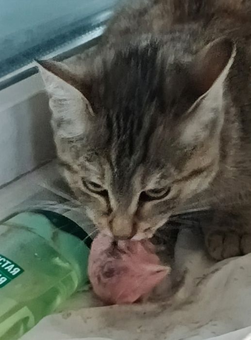 Котёнка крысолова