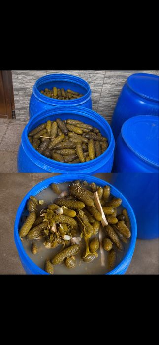 Vand 500 kg castraveti murati crocanti