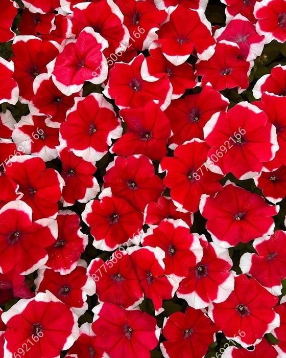 Петуния бархатцы Тагетис