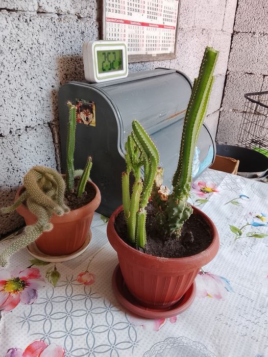 Цветы домашние..