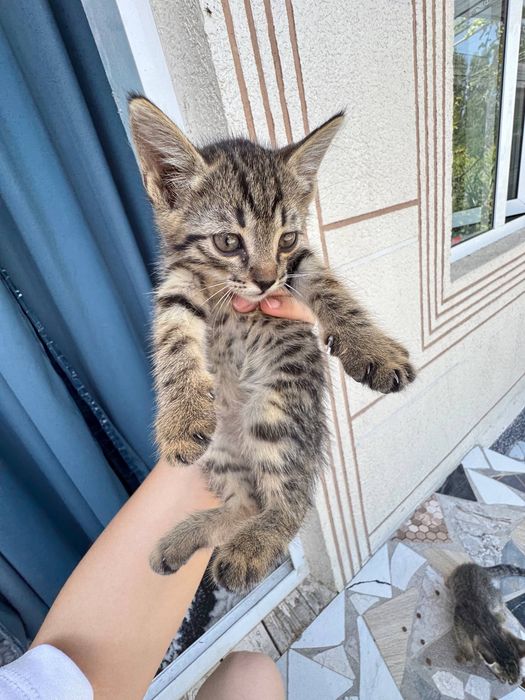Отдам котят в хорошие руки.