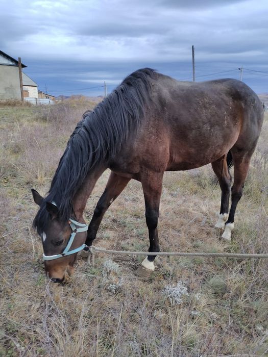 Таза канды айғыр сатылады