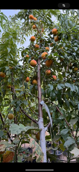 Pomi fructiferi la ghiveci !