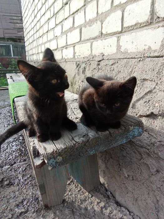 Отдам прекрасных котят
