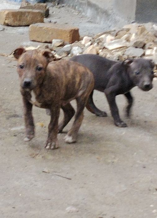 Питбуль обласи сотилади