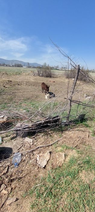 Продам ишачку 3 года