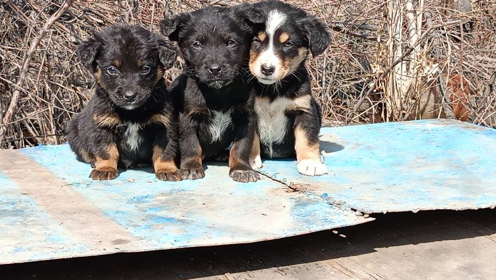 Продам щенят канден