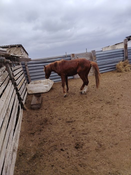 Айгыр сатылады...