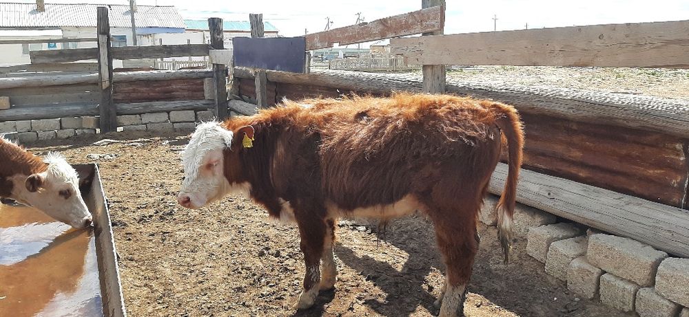 Тұқымдыққа ақбас бұқалар сатылад