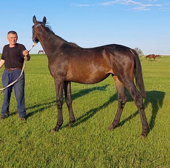 Ағылшын тай Ат Жылқы Лошадь Конь