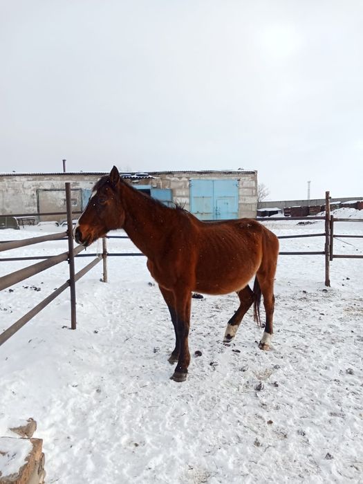 Продам кобылу жерёбую