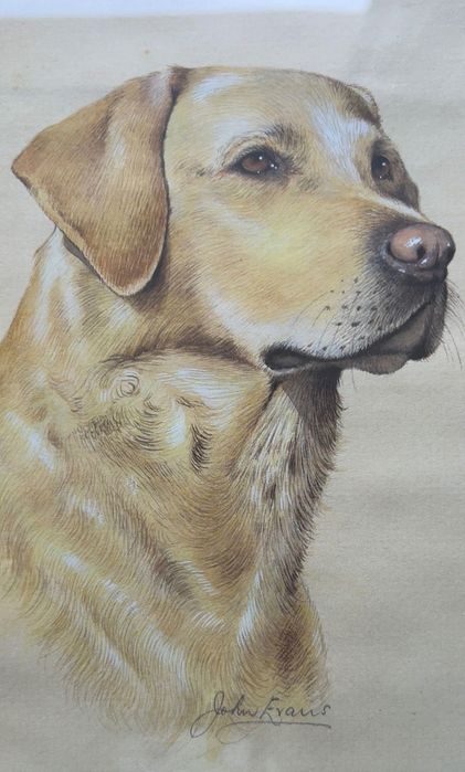 Labrador retriever tablou semnat John Frans,
