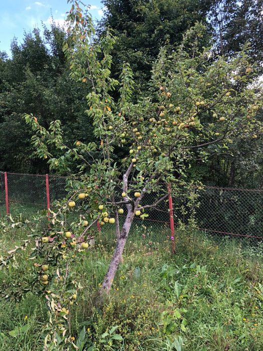 Teren intravilian Telega