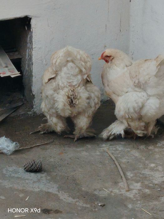 Brama tovuq va xo'roz