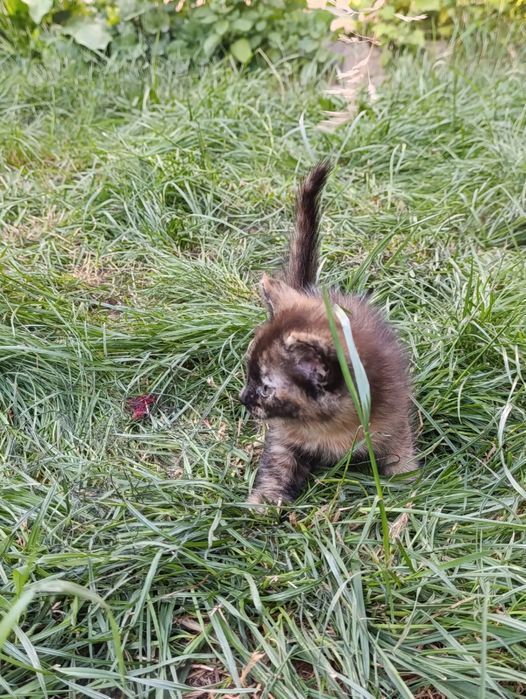 Бесплатно отдам котят