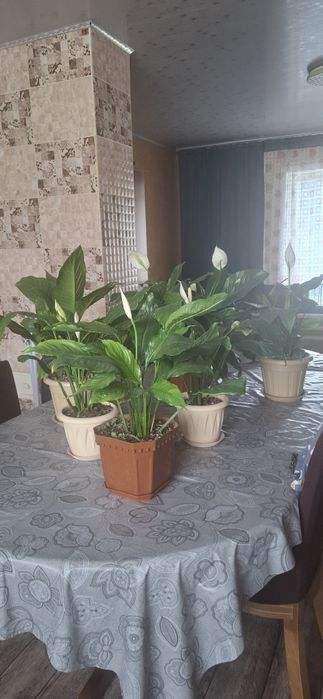 Продам цветы женское счастье