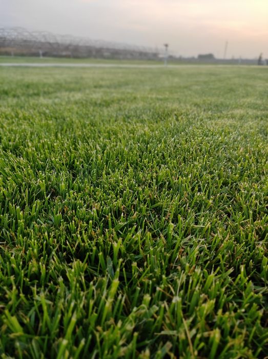 Таййор табий рулонли газон сотамиз