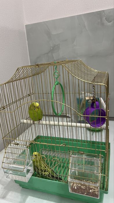 Продам попугаев 2шт, красивые